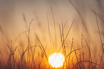 Sunrise over a grassy field creates a golden glow in the early morning sky, highlighting the...