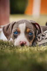 A pit bull and border collie mix puppy lays on their new owner's feet