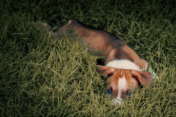 A pit bull and border collie mix puppy lays in the grass