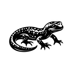 lizard on white background