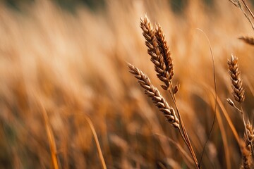 Obraz premium A majestic tall corn plant stands prominently in the foreground of a vast cornfield. The warm hues of the foliage capture the essence of a sunny National Siblings Day, inviting personal messages.