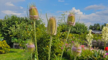 Dipsacus fullonum, is a species of flowering plant known by the common names wild teasel or fuller's teasel, although the latter name is usually applied to the cultivated variety D. fullonum var. 