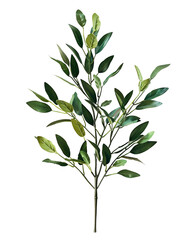 Fototapeta premium Lush Green Branch Isolated on Black Background