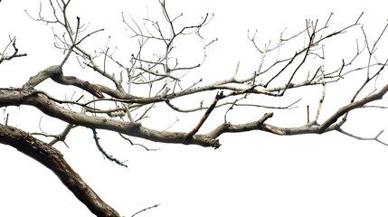 Fototapeta premium Artistic Dry Tree Branches Isolated on White Background: Textured Twigs, Gnarled Trunks, and Weathered Limbs with Natural Patterns, Perfect for Graphic Design, Seasonal Decor, Botanical Illustrations