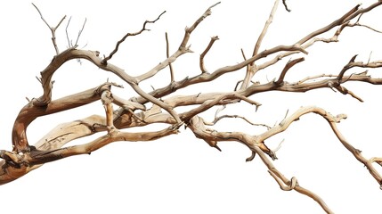 Artistic Dry Tree Branches Isolated on White Background: Textured Twigs, Gnarled Trunks, and Weathered Limbs with Natural Patterns, Perfect for Graphic Design, Seasonal Decor, Botanical Illustrations