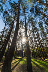 Sunlight Gently Filtering Through Tall Trees in a Beautiful and Serene Forest Landscape