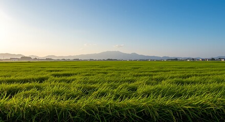 Vast expanse of vibrant green agricultural field with swaying crops under a bright blue sky and distant mountains.