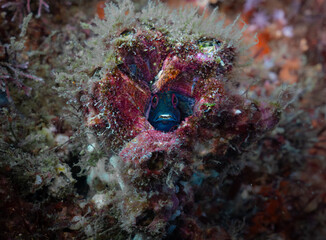 Tessellated Blenny inside its den