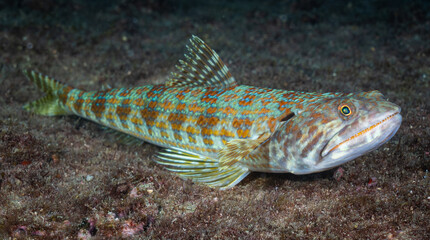 Sand Diver lizardfish on the bottom of the sea