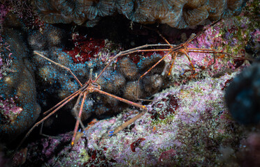 A pair of yellowline arrow crabs 