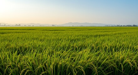 A vibrant green rice field stretches to the horizon under a clear blue sky, with distant hills visible in the background.