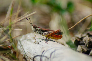 Mottled grasshopper in the forest in Norway
