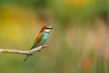 A bee-eater sits on a branch and has an insect in its beak. Merops apiaster