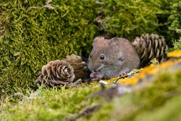 A cute bank vole looks for food on the ground. Vole in the nature habitat. Wildlife scene from...