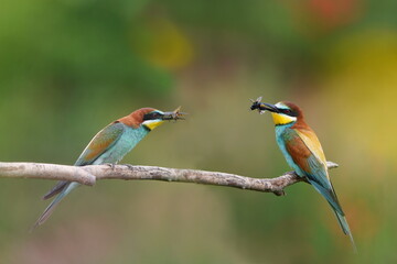 Two bee-eater sits on a branch and has an insect in its beak. Merops apiaster