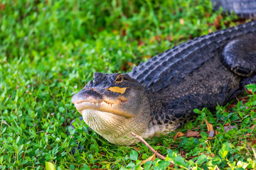American Alligator