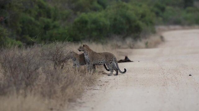 A leopardess and her sub-adult cub on the road