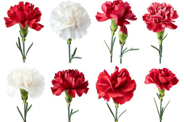 Red and white carnations floral collection beautiful blooms