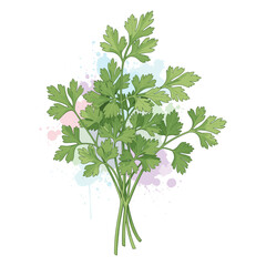 Fresh Parsley Watercolor Sublimation