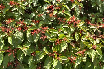 Hamelia patens - Firebush, Scarletbush
