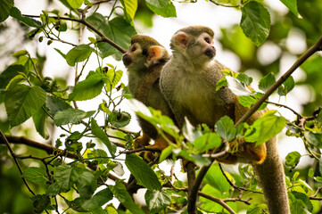 Obraz premium Pair of common squirrel monkeys perched closely on a leafy tree branch, surrounded by foliage.