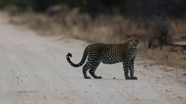  A leopardess and her sub adult cub on the road