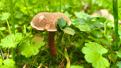 A close-up of a boletus mushroom, Xerocomellus chrysenteron, growing among lush green grass in a...