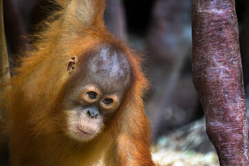 Close-up of a young orangutan with reddish fur appearing curious while watching out.