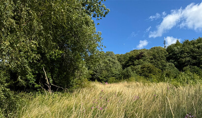 Obraz premium Tall grasses sway gently in a lush meadow under a bright blue sky dotted with clouds. Dense green trees surround the clearing, creating a tranquil landscape in, Wrose, Shipley, UK