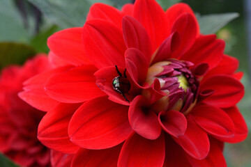 A close-up of a vibrant red dahlia flower with a green beetle resting on its petals. A detailed...