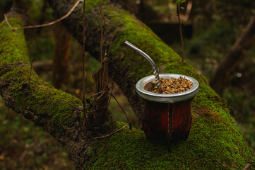 mate de porongo con yerba mate sobre un tronco de árbol verde. bebida caliente en la naturaleza.