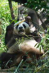Obraz premium panda eating bamboo