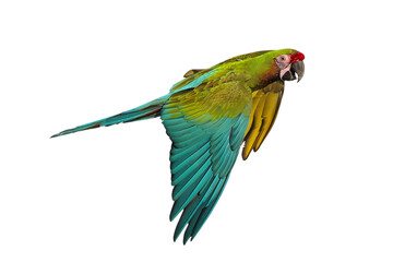 Colorful flying Military Macaw parrot isolated on transparent background png file	
