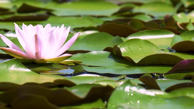池に咲く淡いピンクの睡蓮の花,
