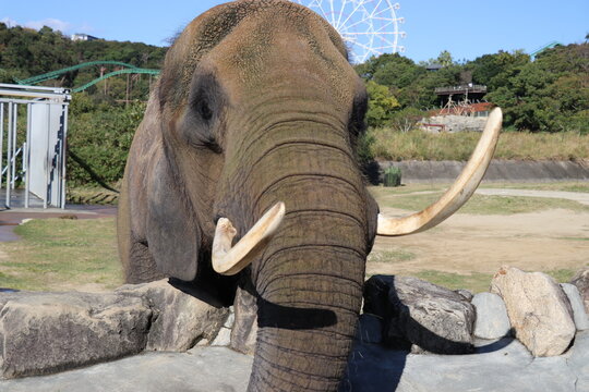 アドベンチャーワールド　餌やり　フィーディング　ゾウ