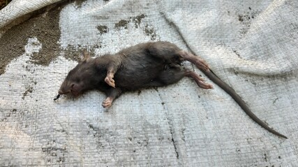 A detailed view of a rodent with sleek black fur, resting on a textured white cloth. The image...