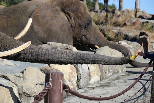 アドベンチャーワールド　餌やり　フィーディング　ゾウ