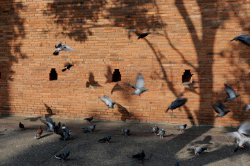 Pigeons at ancient brick wall of Tha Pae Gate in Chiang Mai, Thaialnd. 