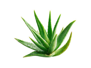Fototapeta premium Lush green aloe vera plant glistening with water droplets against a stark black background succulent, Isolated, Png Transparent Background
