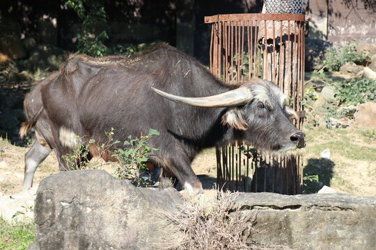 アドベンチャーワールド、和歌山県