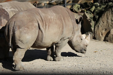 Fototapeta premium アドベンチャーワールド ミナミシロサイ 餌やり フィーディング