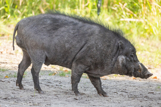 Big adult boar of Visayan warty pig Sus cebifrons