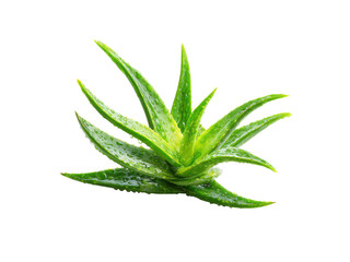 Fototapeta premium Vibrant Green Aloe Plant Dewy Leaves Isolated vera, Isolated, Png Transparent Background