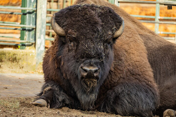close up portrait of a large male bison