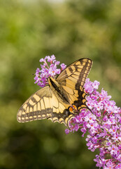 Papillons de France
