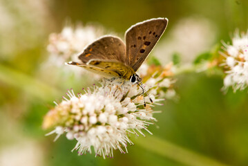 Obraz premium Papillons de France