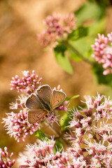 Papillons de France