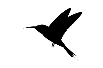 Obraz premium Hummingbird in Flight flying wings