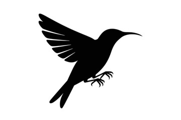 Obraz premium Hummingbird in Flight flying wings