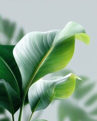 Minimalist Botanical Wall Art Featuring Single Large Leaf with Detailed Veins on Clean White Background

